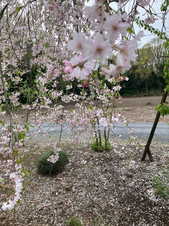 枝垂れ桜