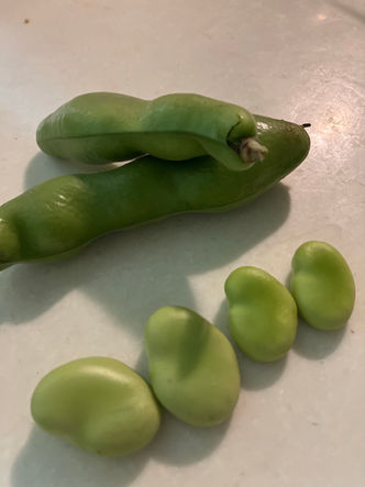 そら豆