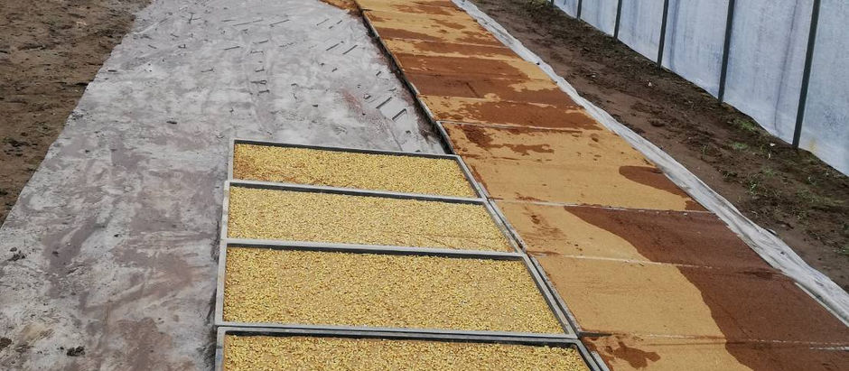 栃木県真岡市のおいしいコシヒカリ。