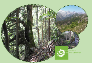 Analyse SIG des peuplements forestiers en libre évolution du PNM