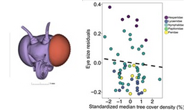 Tempo and drivers of 3D eye size evolution in temperate butterflies