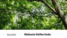 Dynafor a participé fortement au webinaire FORESTT « Les vieilles forêts : enjeux écologiques et patrimoine naturel à préserver »