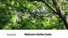 Dynafor a participé fortement au webinaire FORESTT « Les vieilles forêts : enjeux écologiques et patrimoine naturel à préserver »