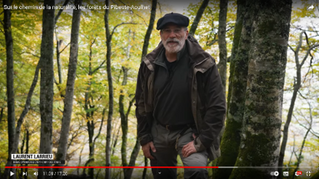 A voir: les dendromicrohabitats dans la vidéo des forêts de la RNR massif du Pibeste-Aoulhet