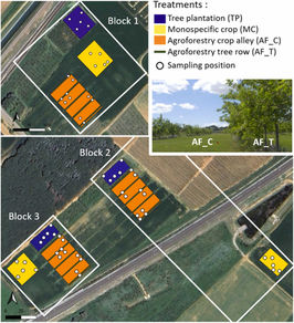 Mediterranean alley-cropping agroforestry modifies arthropod temporal dynamics with divergent effects on trophic groups