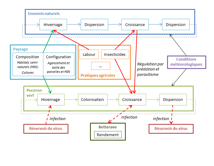 Synthesis diagram pointing out the multilevel effects of ALAN and the challenges of articulating organizational levels for a bottom-up approach of the dark ecological network