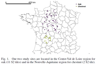Evaluating Sentinel-1 Capability in Classifying Dieback in Chestnut and Oak Forests