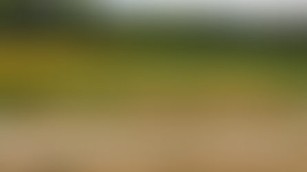 Se coordonner pour prévenir les dégâts d’oiseaux sur tournesol ?