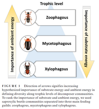Ambient and substrate energy influence decomposer diversity differentially across trophic levels