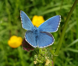 Dynafor a contribué au quatrième et dernier séminaire "indicateurs de biodiversité dans le cadre de l’action publique"