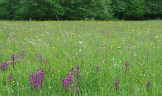 prairie fleurie