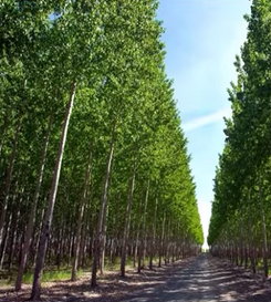 Performance Evaluation of Ensemble Deep Learning Methods for Poplar Plantation Mapping Using Multi-Temporal Sentinel-2 Images