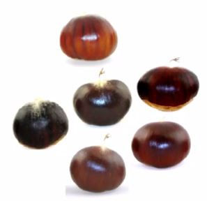 Importance de la re-domestication pour la conservation de l’agrobiodiversité : le cas du châtaignier