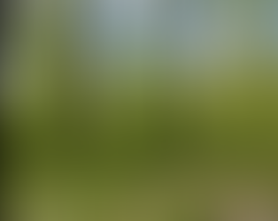 Ecouter l’arbre, approche ethnographique et sonore des bois du Bas-Comminges