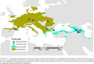 Drivers of wood-inhabiting fungal diversity in European and Oriental beech forests