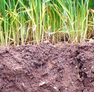 Farmers' behaviour towards soils in Europe: values and practices
