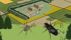 Effet des bandes fleuries et des cultures sans pesticides sur l'hivernation et le spillover des populations de carabes et araignées
