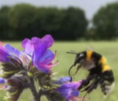 Floral resource maps: a tool to explain flower-visiting insect abundance at multiple spatial scales