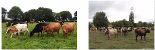Le croisement de races de vaches laitières : subversion ou renforcement (...)