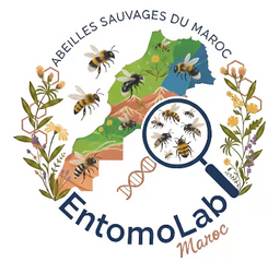 L'importance des abeilles sauvages dans la pollinisation des agroécosystèmes : effets des pratiques agricoles et des stratégies de conservation