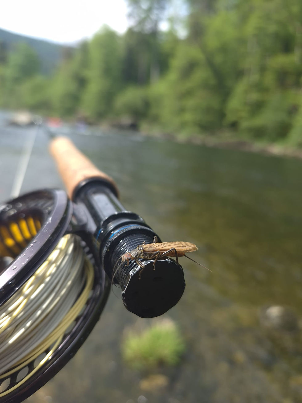 Viel Insekten gesehen