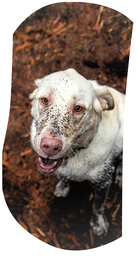 2025 THG Site elements (Double-Sided Poster (A3 Landscape)).png