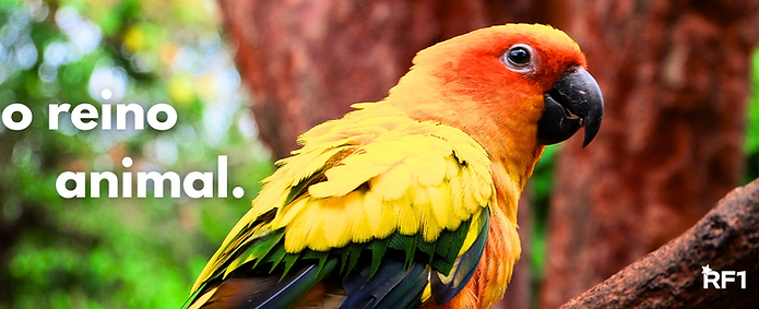 o reino animal (1).png