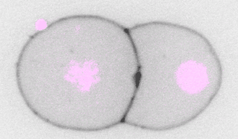 C. elegans embryo development