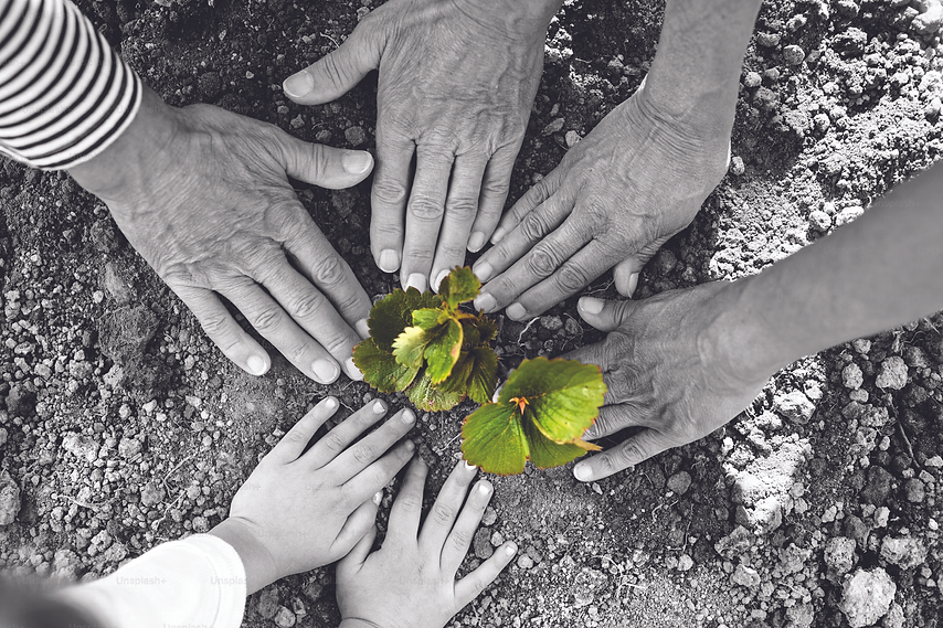 hands and plant.tif
