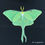 Thumbnail: Luna Moth Rising Out of Darkness Painting by Em Campbell