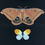 Thumbnail: Polyphemus Moth "Rising Out of Darkness"
