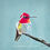 Thumbnail: Ruby Throat Pink Hummingbird Bird Painting by Em Campbell