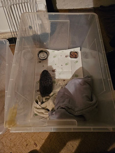 Igel vom 26.6.25.jpg