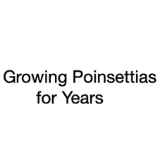 Growing Poinsettias for Years