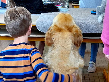 Formation Enfance et médiation par l'animal: milieu scolaire ordinaire et adapté. Retour en images!