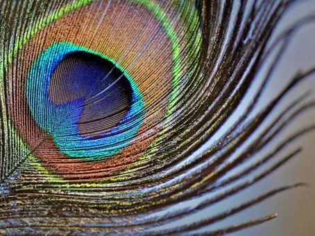 Peacock Feather Magic: Remedies to Change Your Life.