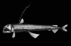 184.08-03-V1-upraveno vb