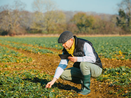 A farmer inspecting his crops