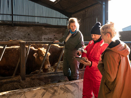 Farmers and vet discuss cattle