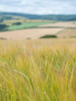 September Ag.Impact Funders Forum: Briefing note