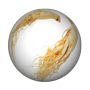 Panax-Ginseng.png