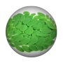Moringa.png