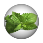 Peppermint.png