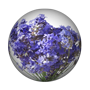 Lavender.png