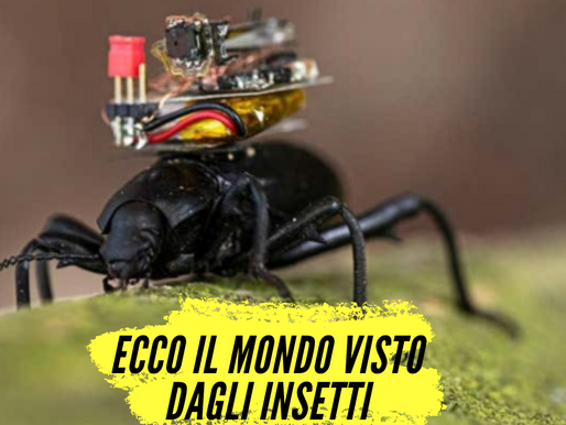 Micro telecamera sul dorso di uno scarabeo