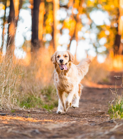 Golden retriever blackwood forest 1_edited.png