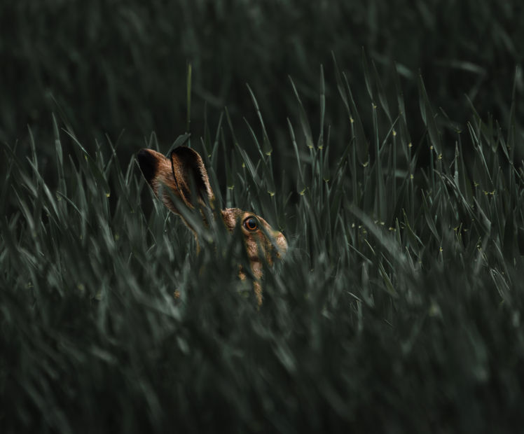 Hare Nature Northumberland Photography