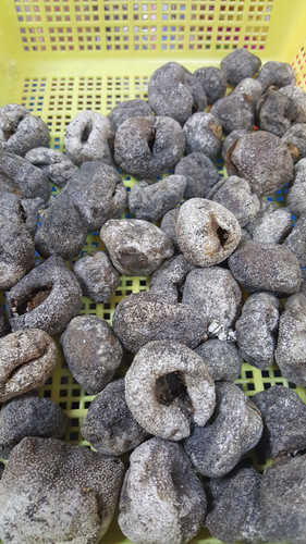 Dried Sea Cucumber Ball 海参粒 | tamkah