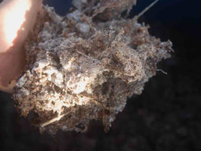 Reprodução de Microorganismos Nativos