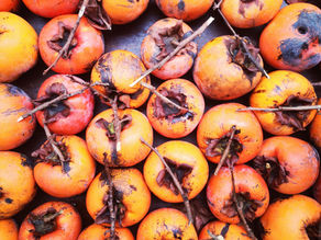 Época de Dióspiros I